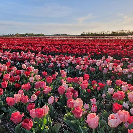 Buitenhuis Egmond Egmond aan den Hoef Eksteriør bilde
