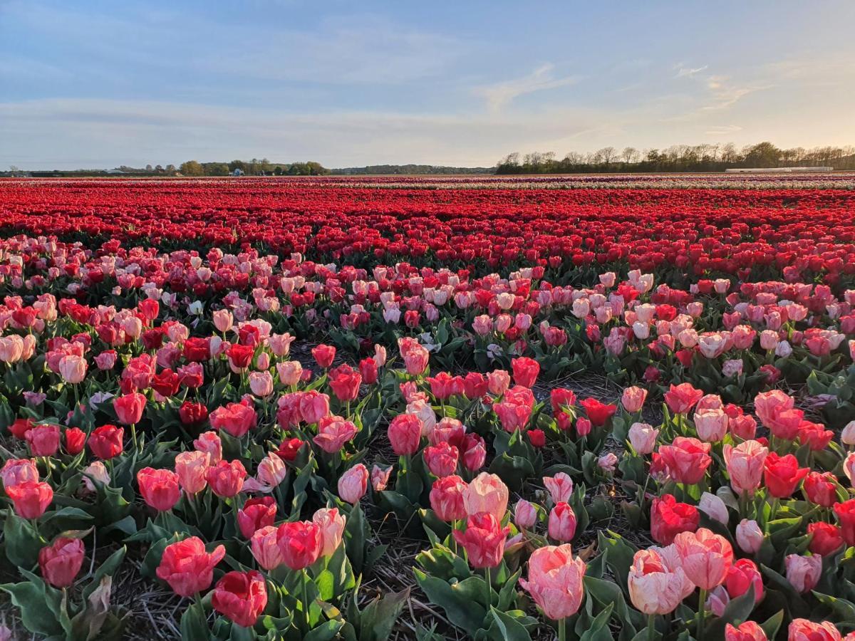 Buitenhuis Egmond Egmond aan den Hoef Eksteriør bilde